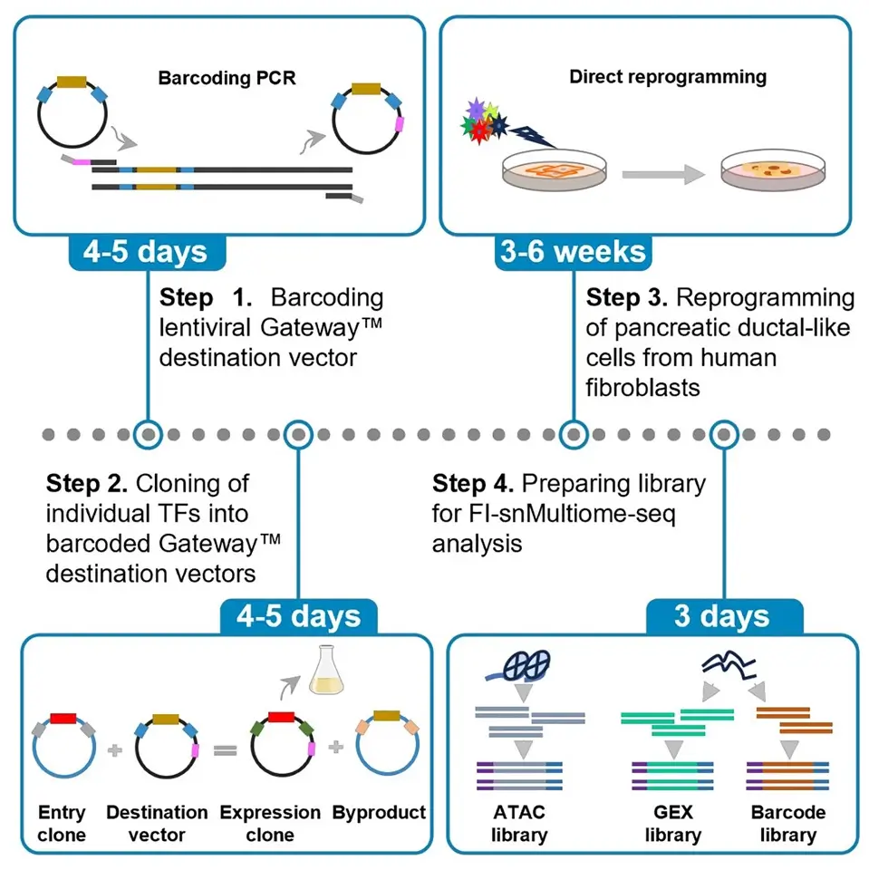 STAR Protocols - Fei et al 2024 - graphical abstract